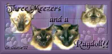 3 Meezers & A Ragdoll