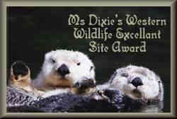 Dixieland Pet Award