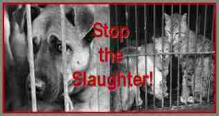 Stop the Slaughter of Cats & Dogs in Korea!